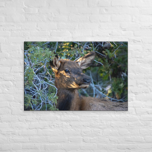 Elk Canvas